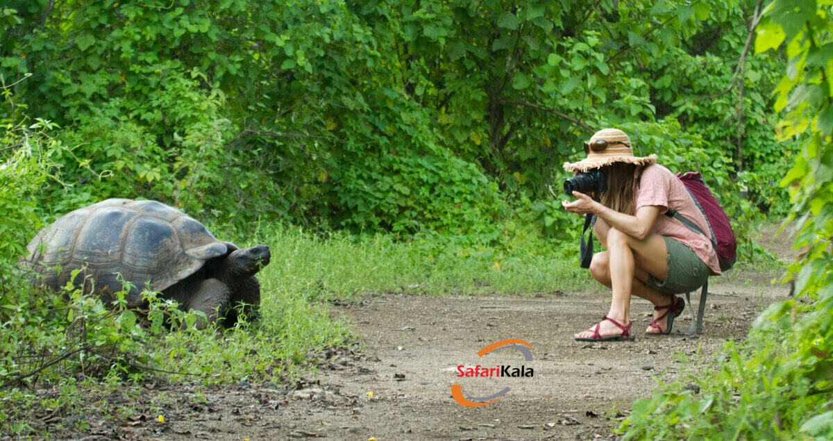 پارک ملی یلواستون