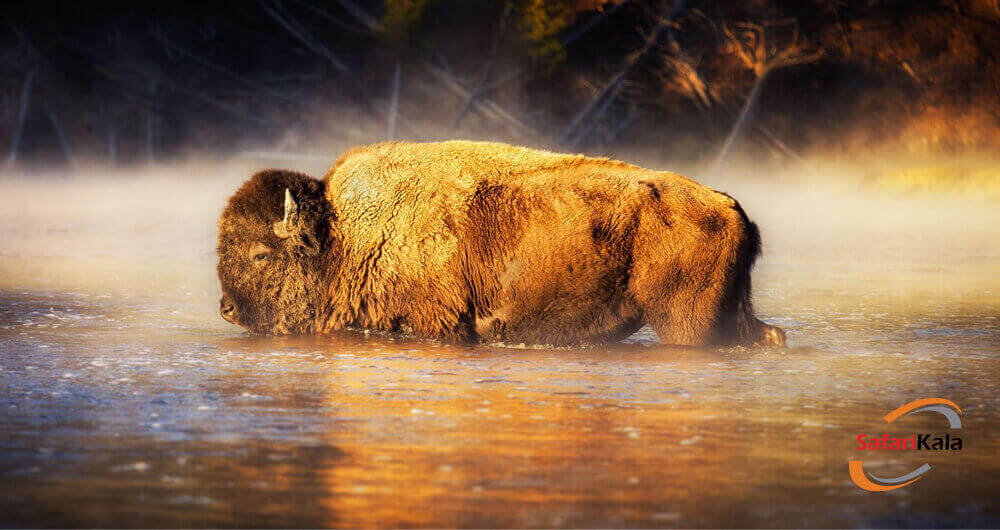 پارک ملی یلواستون