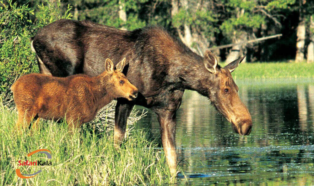 پارک ملی یلواستون 3