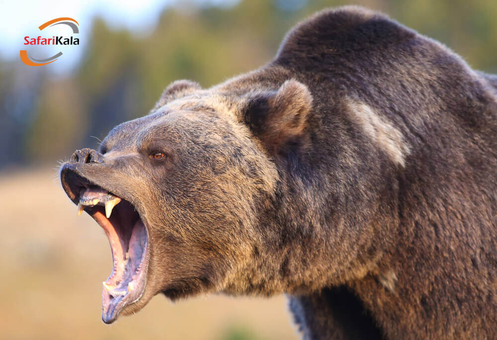 پارک یلواستون