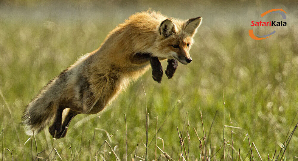 پارک یلواستون